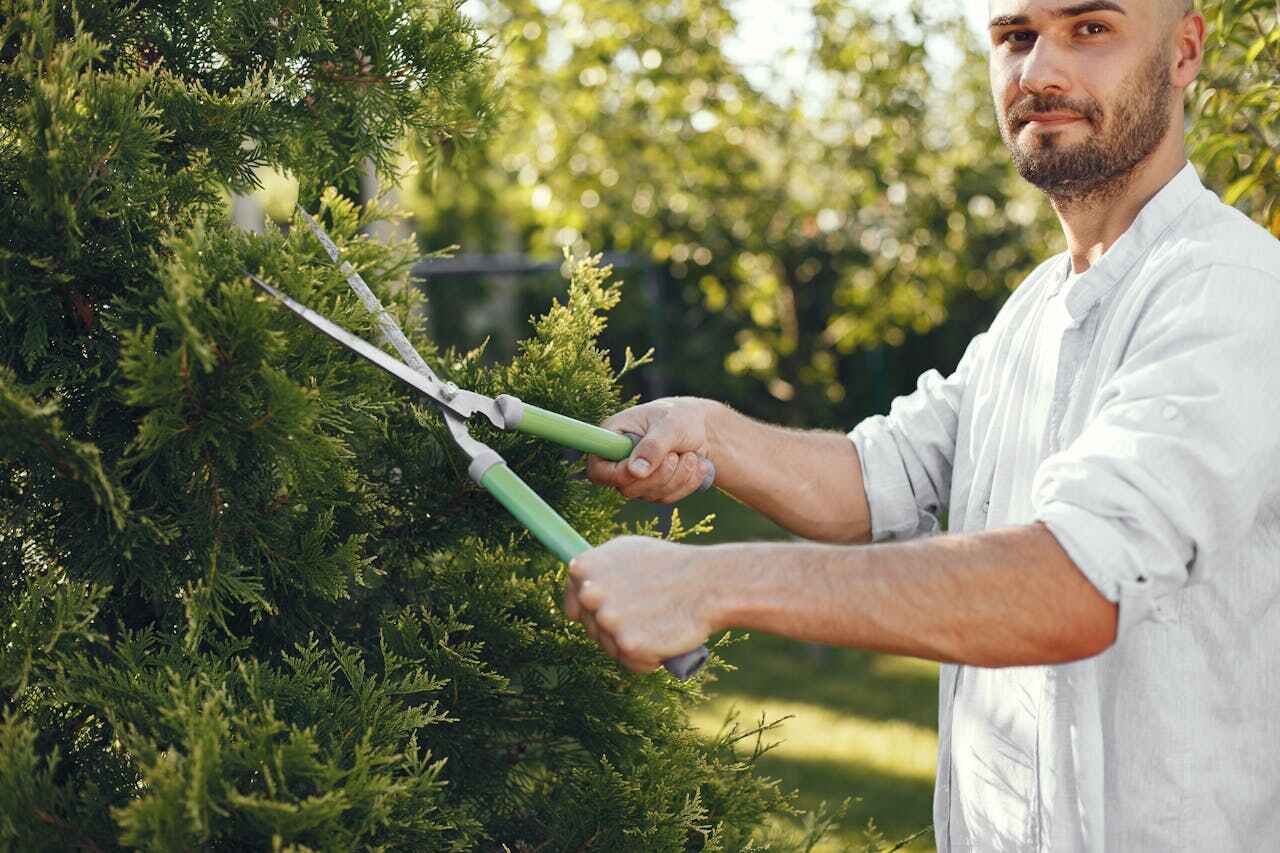 The Steps Involved in Our Tree Care Process in Avila Beach, CA